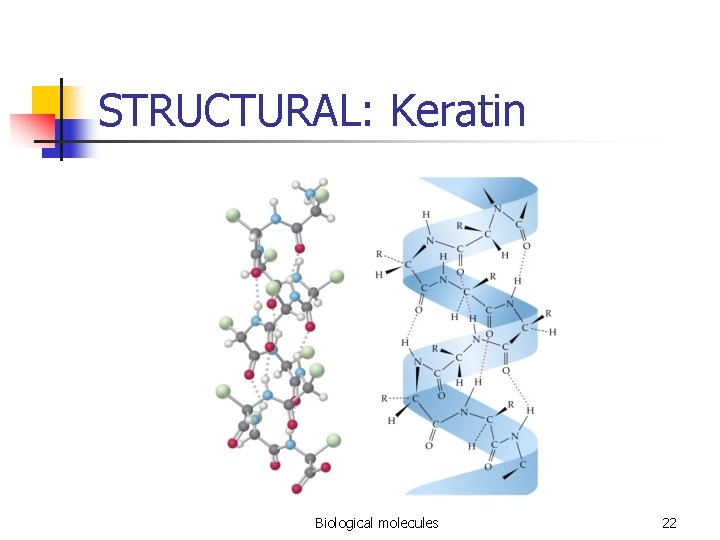 STRUCTURAL: Keratin Biological molecules 22 