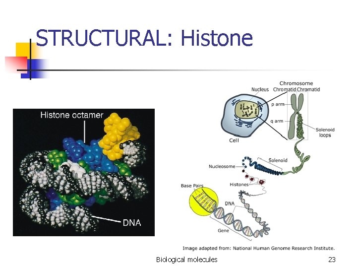 STRUCTURAL: Histone Biological molecules 23 