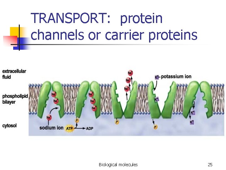 TRANSPORT: protein channels or carrier proteins Biological molecules 25 