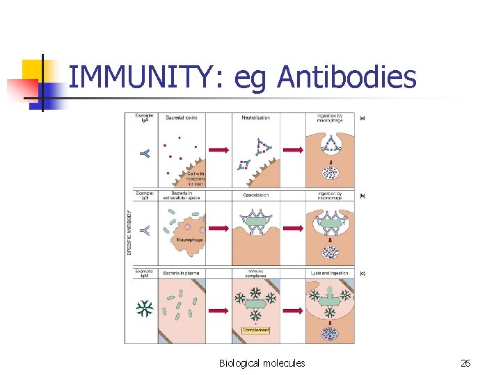 IMMUNITY: eg Antibodies Biological molecules 26 