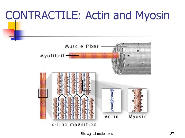 CONTRACTILE: Actin and Myosin Biological molecules 27 