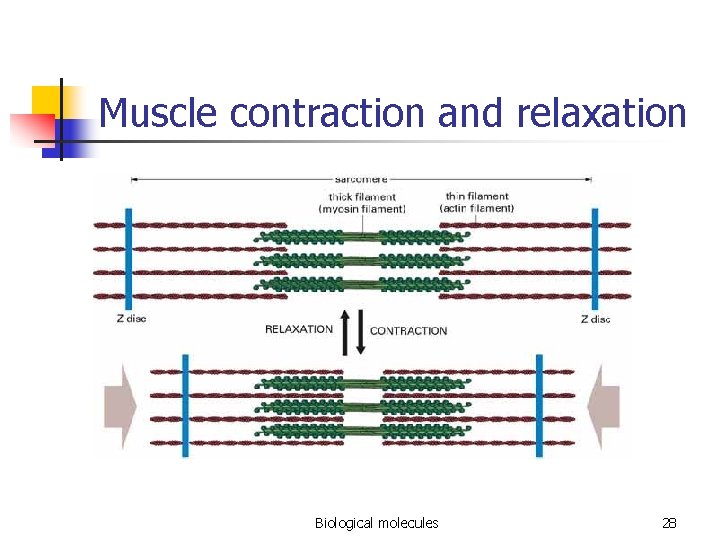 Muscle contraction and relaxation Biological molecules 28 
