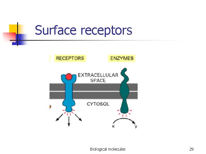Surface receptors Biological molecules 29 