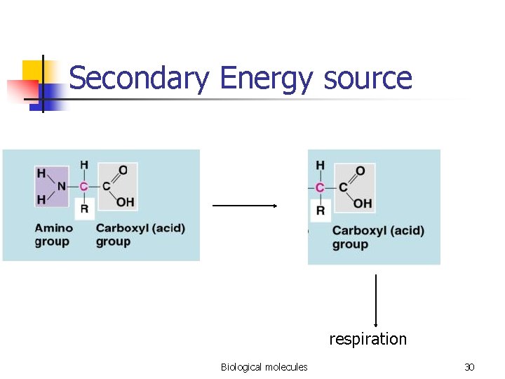 Secondary Energy source respiration Biological molecules 30 