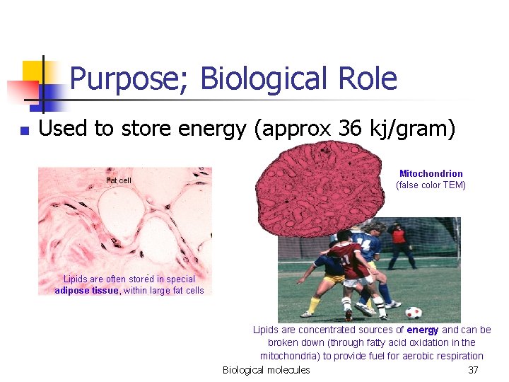 Purpose; Biological Role n Used to store energy (approx 36 kj/gram) Fat cell Mitochondrion