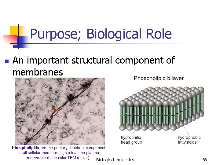 Purpose; Biological Role n An important structural component of membranes Phospholipids are the primary