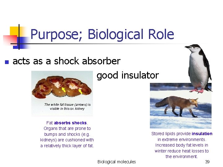 Purpose; Biological Role n acts as a shock absorber and good insulator The white