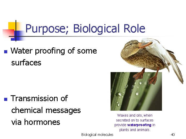 Purpose; Biological Role n n Water proofing of some surfaces Transmission of chemical messages