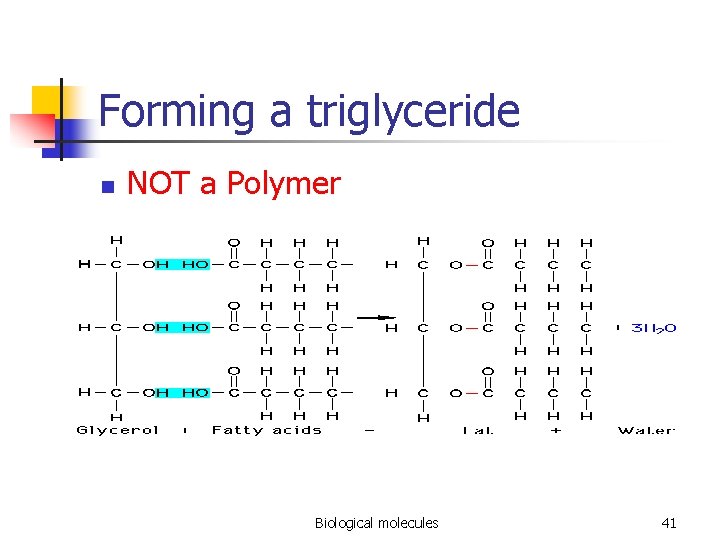 Forming a triglyceride n NOT a Polymer Biological molecules 41 