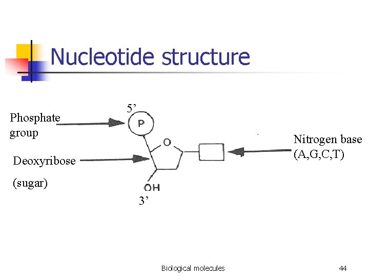 Nucleotide structure Phosphate group 5’ Nitrogen base (A, G, C, T) Deoxyribose (sugar) 3’