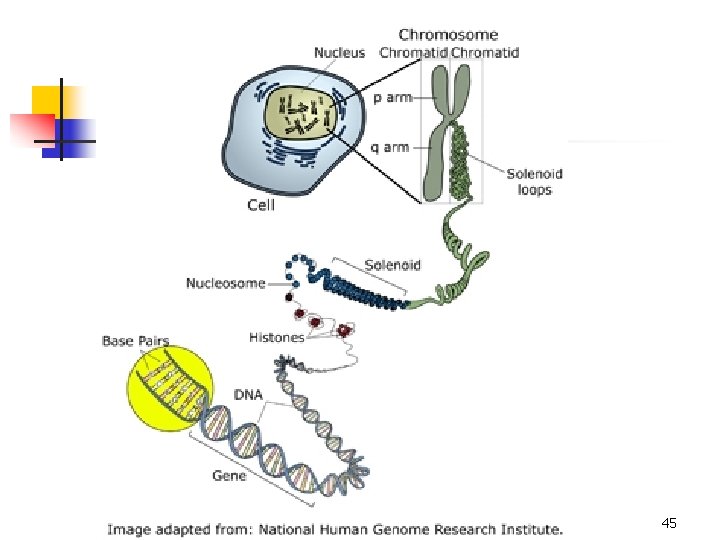 Biological molecules 45 