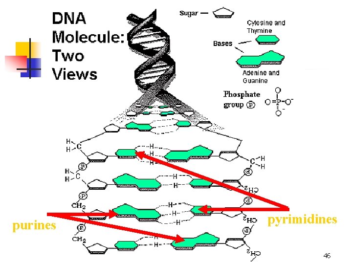 pyrimidines purines Biological molecules 46 