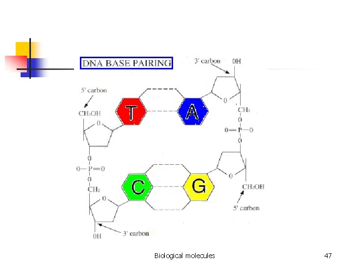 Biological molecules 47 