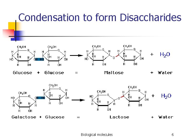 Condensation to form Disaccharides Biological molecules 6 
