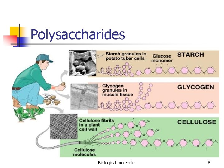 Polysaccharides Biological molecules 8 