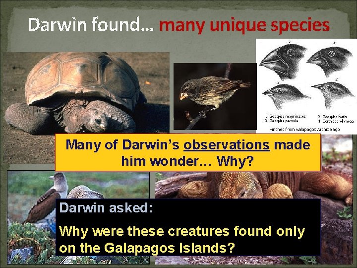 Darwin found… many unique species Many of Darwin’s observations made him wonder… Why? Darwin