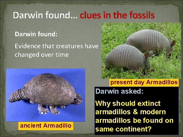 Darwin found… clues in the fossils Darwin found: Evidence that creatures have changed over