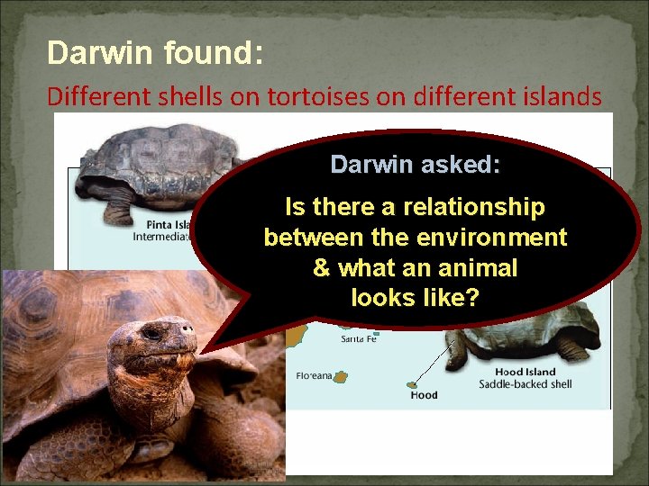 Darwin found: Different shells on tortoises on different islands Darwin asked: Is there a