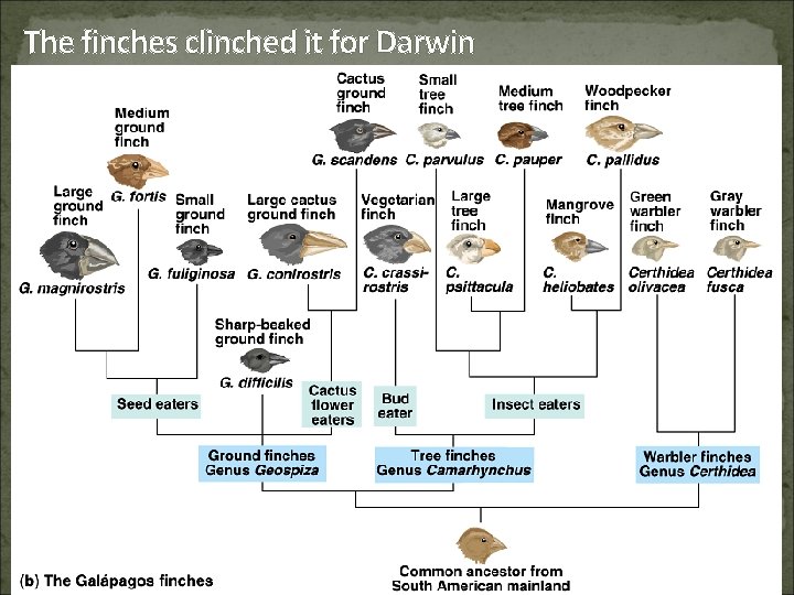 The finches clinched it for Darwin 