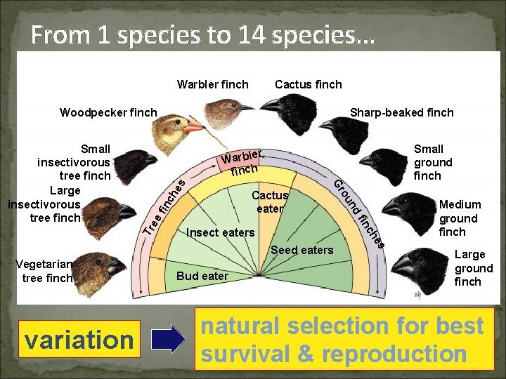 From 1 species to 14 species… Warbler finch Cactus finch Woodpecker finch Small ground