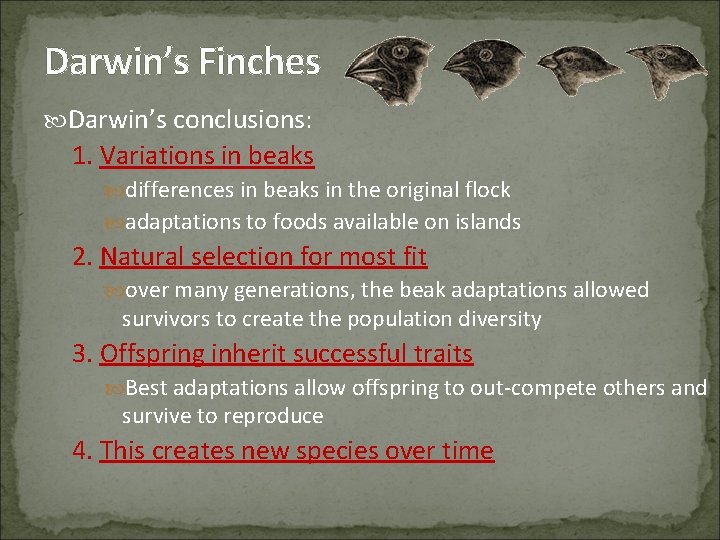 Darwin’s Finches Darwin’s conclusions: 1. Variations in beaks differences in beaks in the original