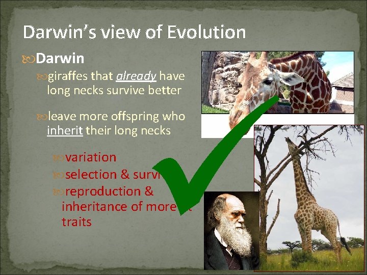 Darwin’s view of Evolution Darwin giraffes that already have long necks survive better leave