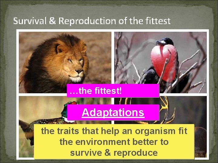 Survival & Reproduction of the fittest not the …the fittest! strongest… bravest… fastest… biggest…