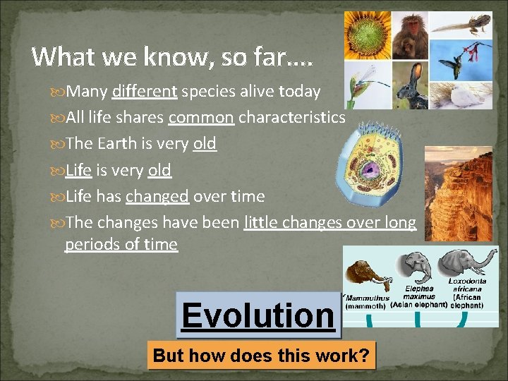 What we know, so far…. Many different species alive today All life shares common