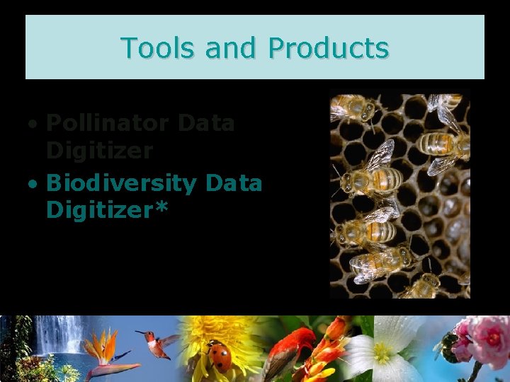 Tools and Products • Pollinator Data Digitizer • Biodiversity Data Digitizer* 