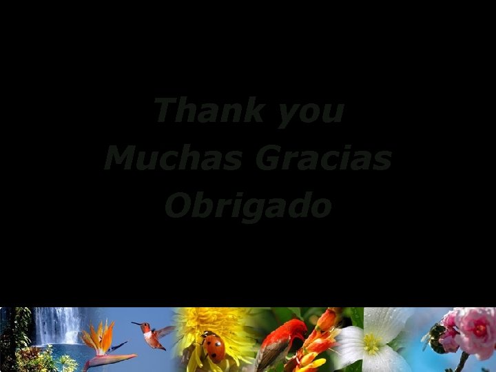 Thank you Muchas Gracias Obrigado 