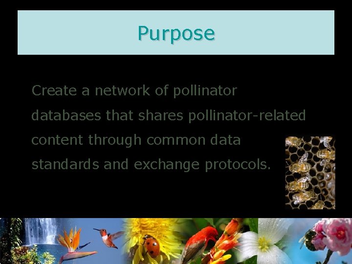 Purpose Create a network of pollinator databases that shares pollinator-related content through common data