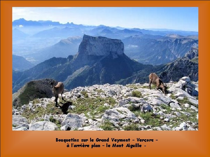 Bouquetins sur le Grand Veymont – Vercors – à l’arrière plan – le Mont