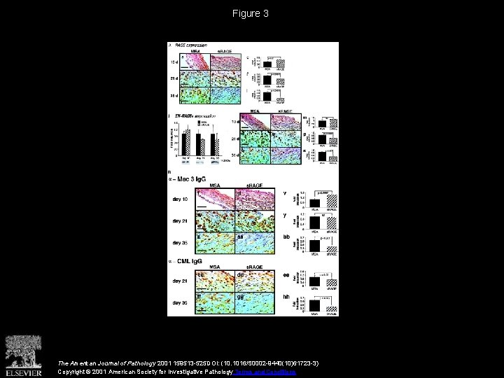 Figure 3 The American Journal of Pathology 2001 159513 -525 DOI: (10. 1016/S 0002