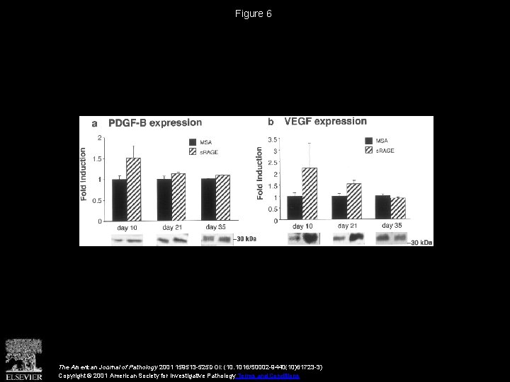 Figure 6 The American Journal of Pathology 2001 159513 -525 DOI: (10. 1016/S 0002