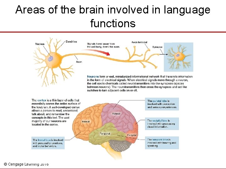 Areas of the brain involved in language functions © Cengage Learning 2016 