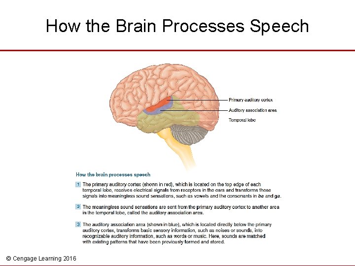 How the Brain Processes Speech © Cengage Learning 2016 