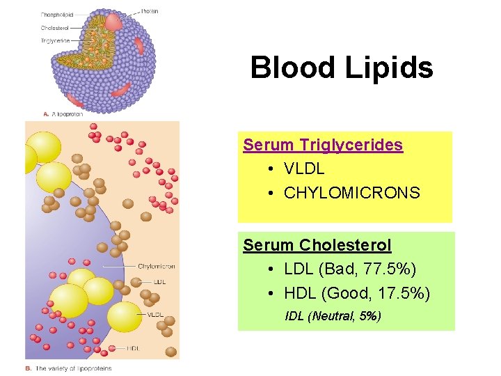Blood Lipids Serum Triglycerides • VLDL • CHYLOMICRONS Serum Cholesterol • LDL (Bad, 77.