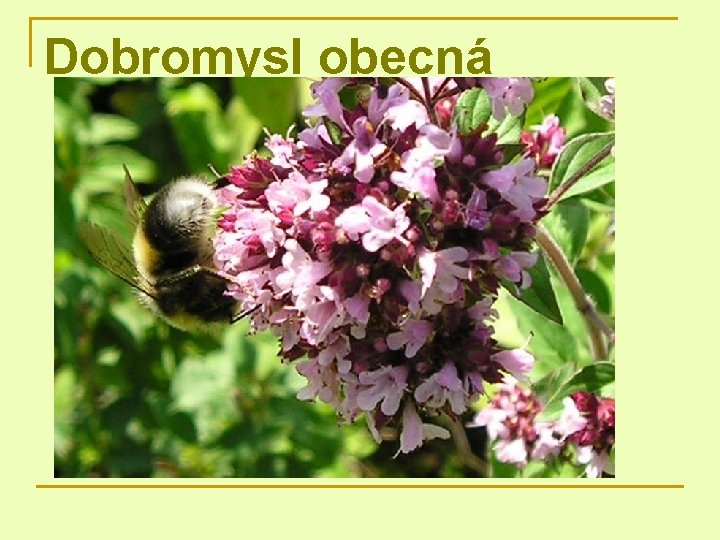 Dobromysl obecná 