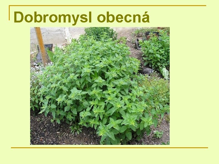 Dobromysl obecná 