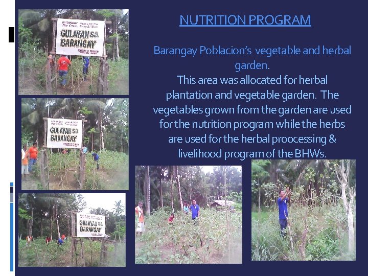 NUTRITION PROGRAM Barangay Poblacion’s vegetable and herbal garden. This area was allocated for herbal