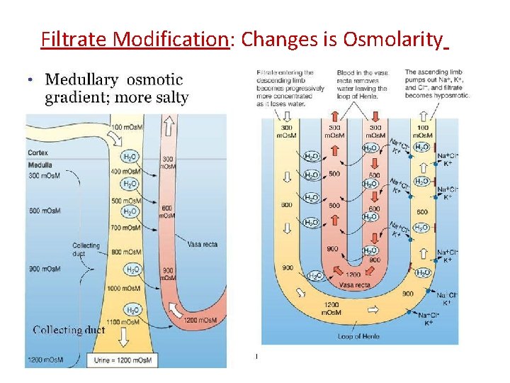 Filtrate Modification: Changes is Osmolarity 