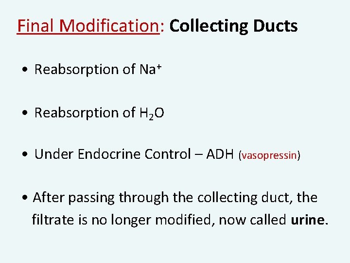 Final Modification: Collecting Ducts • Reabsorption of Na+ • Reabsorption of H 2 O