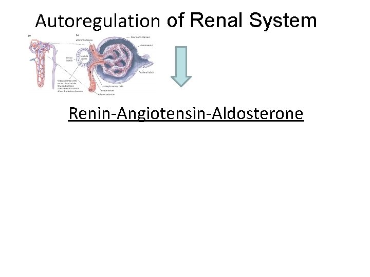 Autoregulation of Renal System Renin-Angiotensin-Aldosterone 