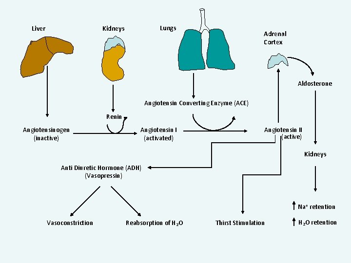 Liver Lungs Kidneys Adrenal Cortex Aldosterone Angiotensin Converting Enzyme (ACE) Renin Angiotensinogen (inactive) Angiotensin