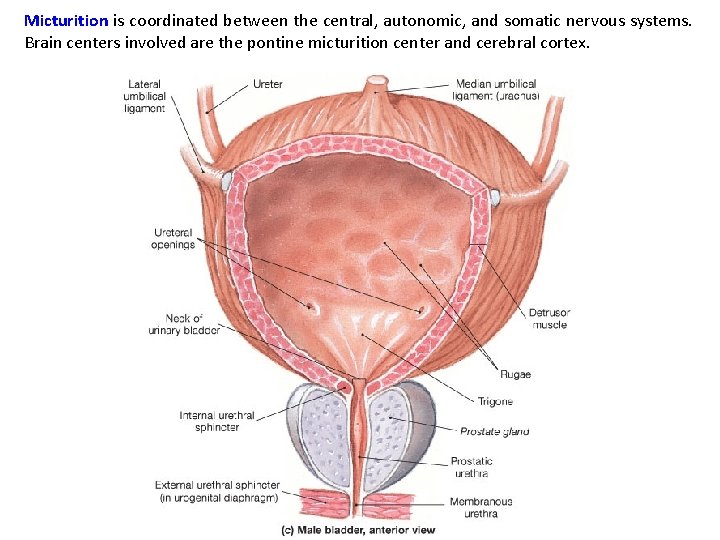 Micturition is coordinated between the central, autonomic, and somatic nervous systems. Brain centers involved