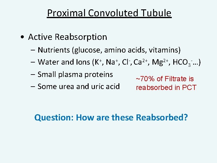 Proximal Convoluted Tubule • Active Reabsorption – Nutrients (glucose, amino acids, vitamins) – Water