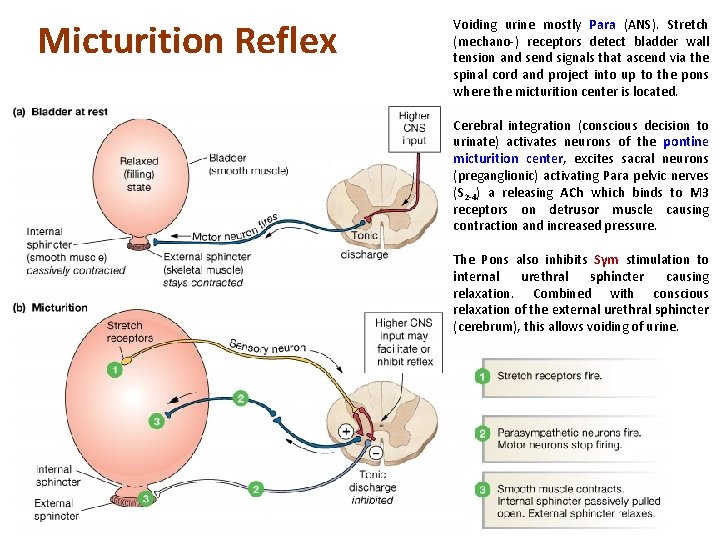 Micturition Reflex Voiding urine mostly Para (ANS). Stretch (mechano-) receptors detect bladder wall tension