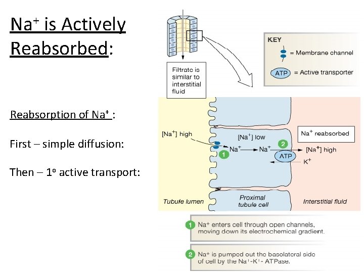 Na+ is Actively Reabsorbed: Reabsorption of Na+ : First – simple diffusion: Then –