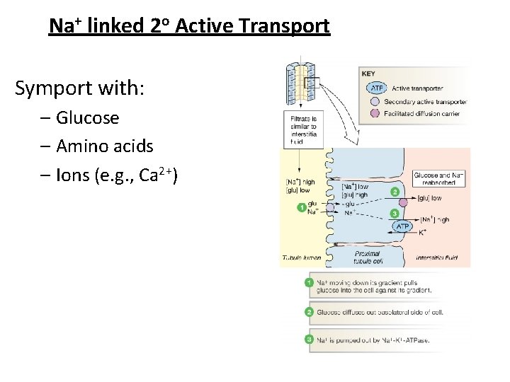 Na+ linked 2 o Active Transport Symport with: – Glucose – Amino acids –