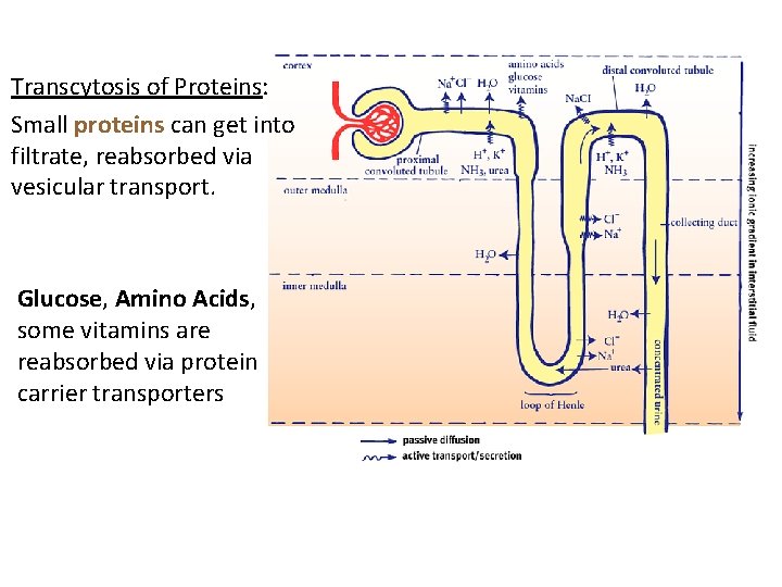 Transcytosis of Proteins: Small proteins can get into filtrate, reabsorbed via vesicular transport. Glucose,